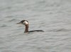 Red-necked Grebe at Paglesham Lagoon (Steve Arlow) (30931 bytes)